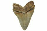 Serrated, Fossil Megalodon Tooth - North Carolina #328305-2